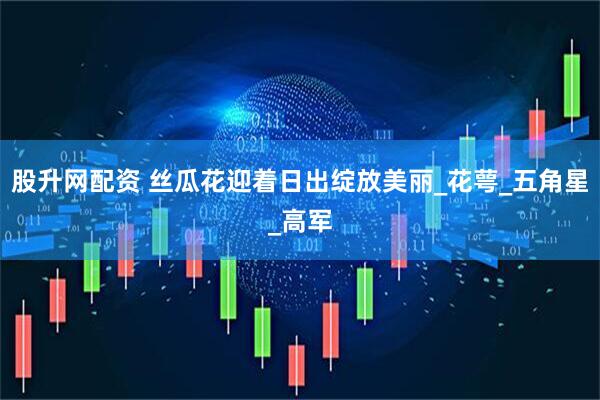 股升网配资 丝瓜花迎着日出绽放美丽_花萼_五角星_高军